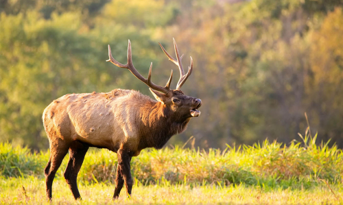 Elk country captured by the Best GoPro Alternatives for Hunting
