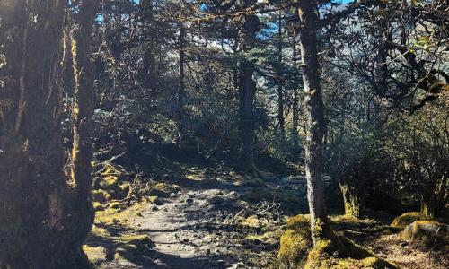 A dirt path through a forest captured with a gopro for hiking