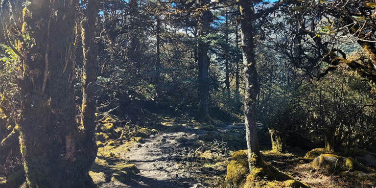 A dirt path through a forest captured with a gopro for hiking