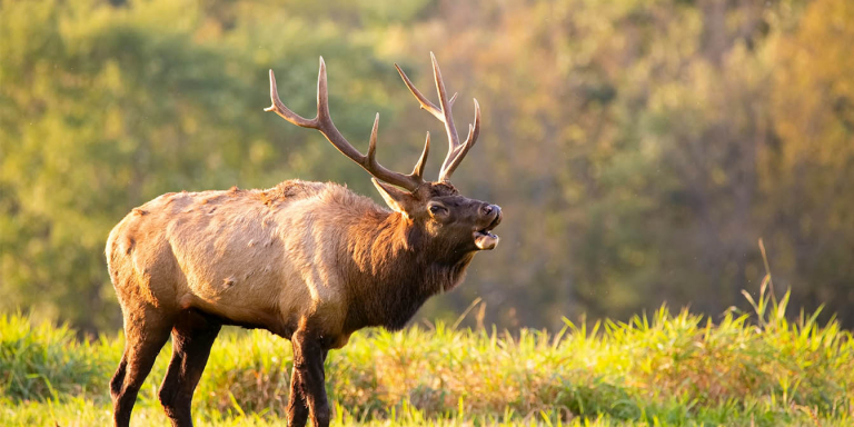 Elk country captured by the Best GoPro Alternatives for Hunting